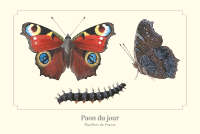 Carte Postale simple 10 X 15 cm Paon du jour