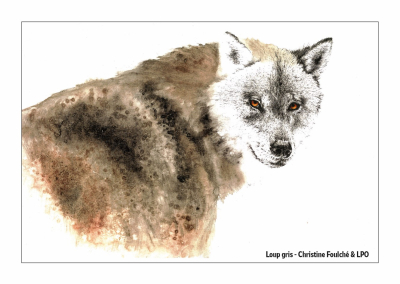 Carte postale LPO 10 x 15 cm - Loup gris