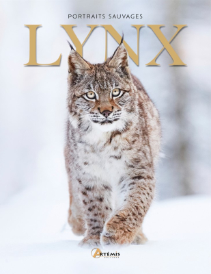 Lynx, portraits sauvages