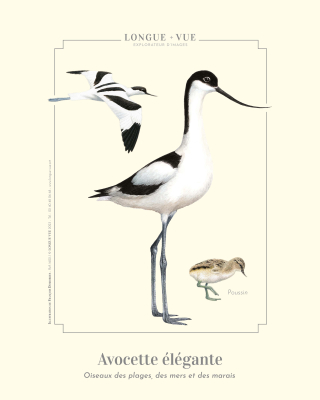 Affiche naturaliste, Avocette élégante