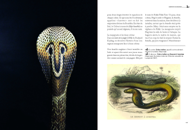 Légendes de serpents