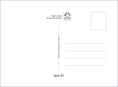 Carte postale LPO vintage Chouette effraie