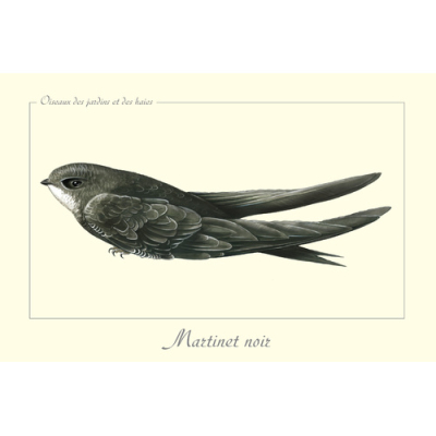 Carte Postale simple 10 X 15 cm Martinet noir