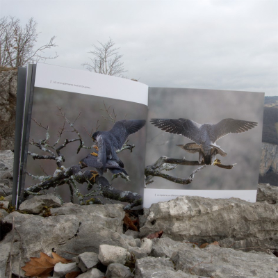 Faucon pèlerin - Un prince dans le ciel de Courbet