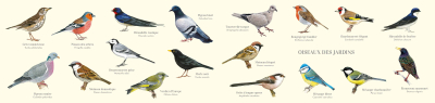 Carte Postale double 21 x 10 cm - Oiseaux des jardins