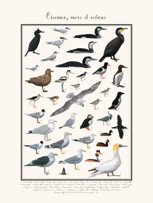 Affiche Oiseaux mers et océans, 30 x 40 cm