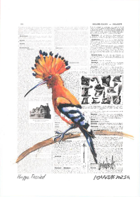 Carte postale collection d'art - Huppe fasciée