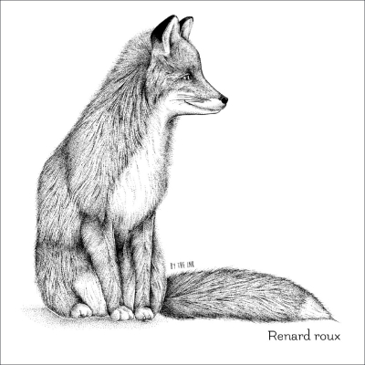 Carte postale avec enveloppe - Renard roux