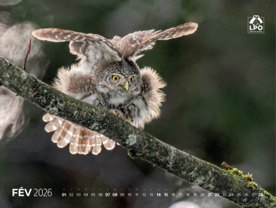 Calendrier LPO 2026 Oiseaux