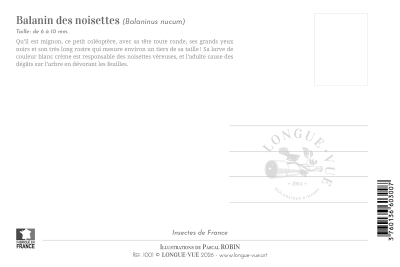 Carte postale naturaliste - Balanin des noisettes