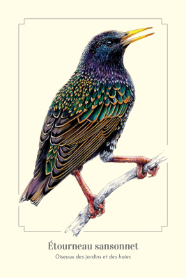 Carte postale naturaliste - Étourneau sansonnet