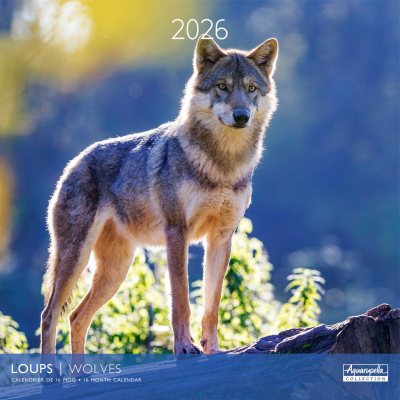 Calendrier 2026 Loups 30 x 30 cm