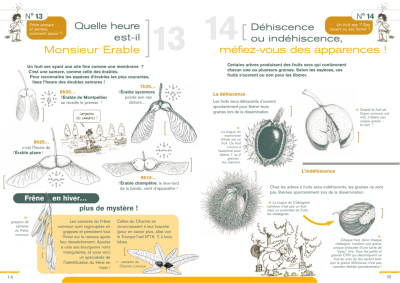 Déjouez les trompe-l'œil des arbres