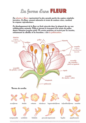 Fleurs sauvages