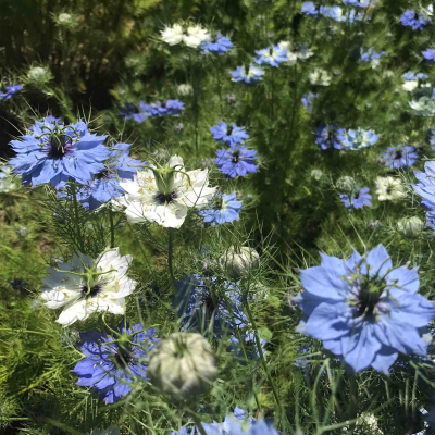 Graines Bio Nigelle de Damas