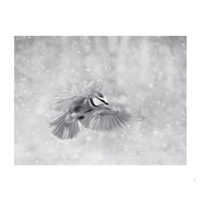 Plumes