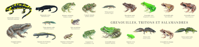 Carte Postale double 21 x 10 cm - Grenouilles, tritons et salamandres