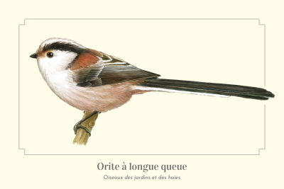 Carte Postale simple 10 x 15 cm Orite à longue queue