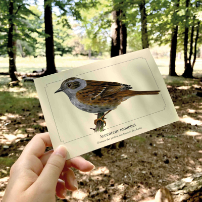 Carte postale naturaliste - Accenteur mouchet