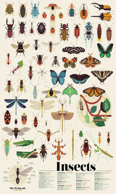 Poster pédagogique 44 stickers - Insectes