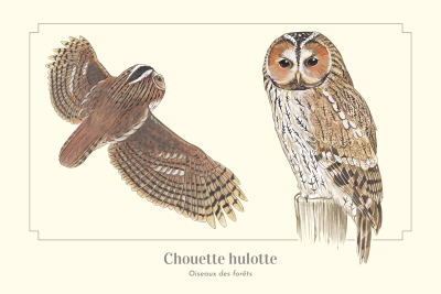 Carte Postale simple 10 X 15 cm Chouette Hulotte