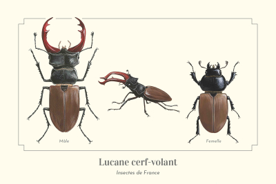 Carte postale naturaliste - Lucane cerf-volant
