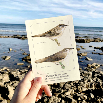 Carte postale naturaliste - Phragmite des joncs et Rousserolle turdoïde