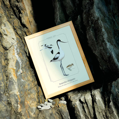 Affiche naturaliste, Avocette élégante