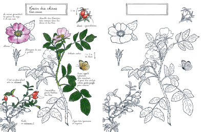 Mon carnet naturaliste à colorier - Fleurs