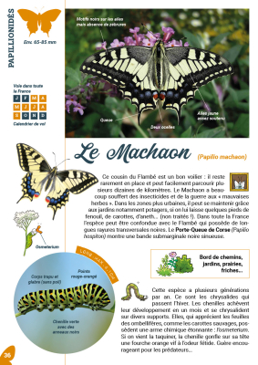 Les cahiers techniques - Papillons de jour, papillons toujours !