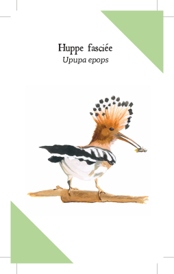 Reconnaître les Oiseaux de nos jardins