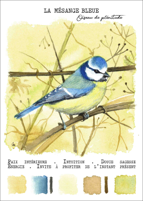 Carte postale - La Mésange bleue