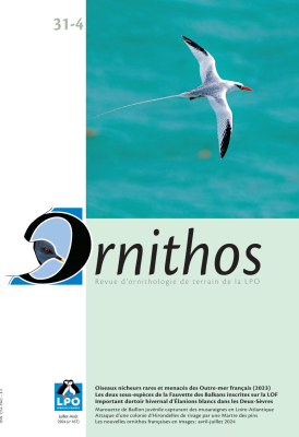 Ornithos N°31/4, Juillet-Août 2024