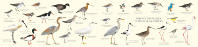 Carte Postale double 21 x 10 cm - Oiseaux des plages