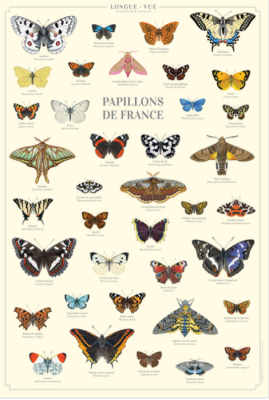 Affiche 40 x 60 cm - Papillons de France