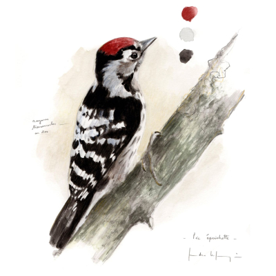 Oiseaux du jardin