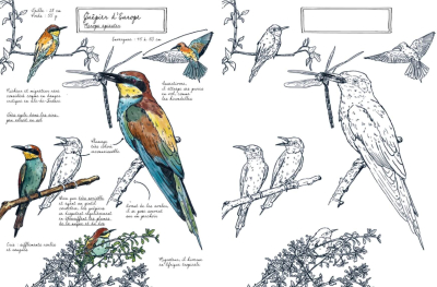 Mon carnet naturaliste à colorier - Oiseaux