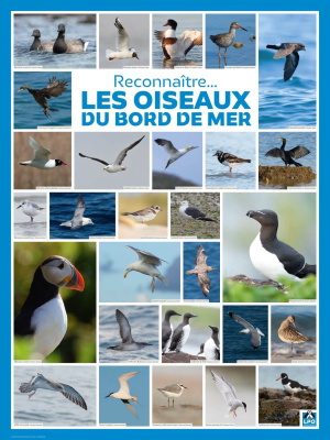 Poster LPO Reconnaître les oiseaux du bord de mer