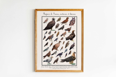 Affiche Rapaces de France nocturnes et diurnes, 30 x 40 cm