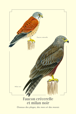 Carte Postale simple 10 x 15 Crécerelle & Milan noir