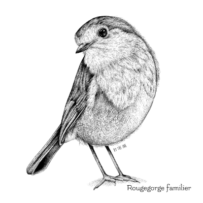 Carte postale avec enveloppe - Rougegorge familier