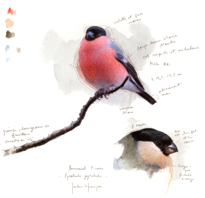 Oiseaux du jardin