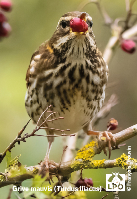 Magnet LPO - Grive mauvis