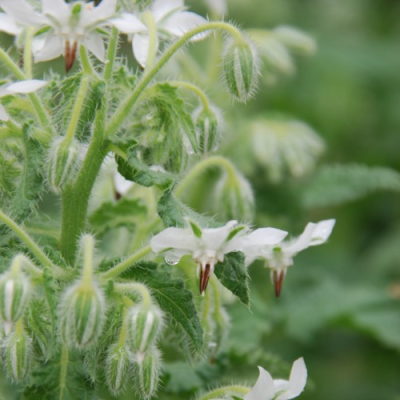Graines Bio Bourrache blanche
