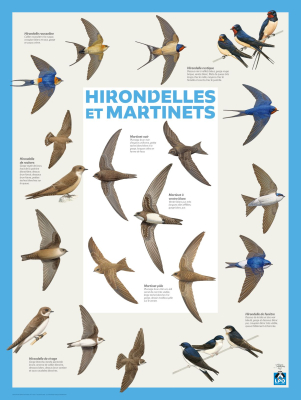 Poster LPO Reconnaître les hirondelles et le martinets