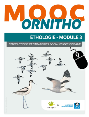 MOOC Ornitho Ethologie - Module 3 - Interactions et stratégies sociales des oiseaux