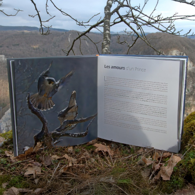 Faucon pèlerin - Un prince dans le ciel de Courbet