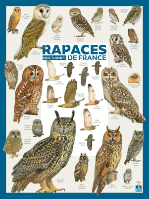 Poster LPO Rapaces nocturnes de France