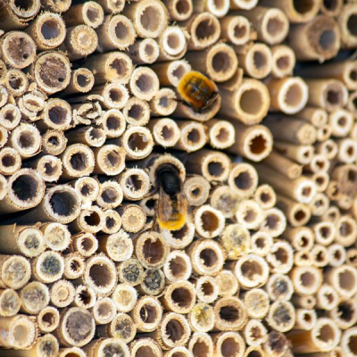 Ruche à insectes Schwegler en terre et roseau encastrable