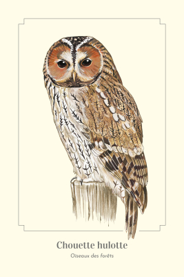 Carte Postale simple 10 X 15 cm Chouette Hulotte